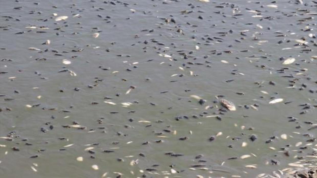Babaeski'de su çekildi, telef olan balık sayısı artıyor