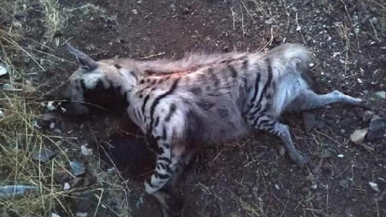 Gaziantep'te bulundu! Kırmızı listedeydi