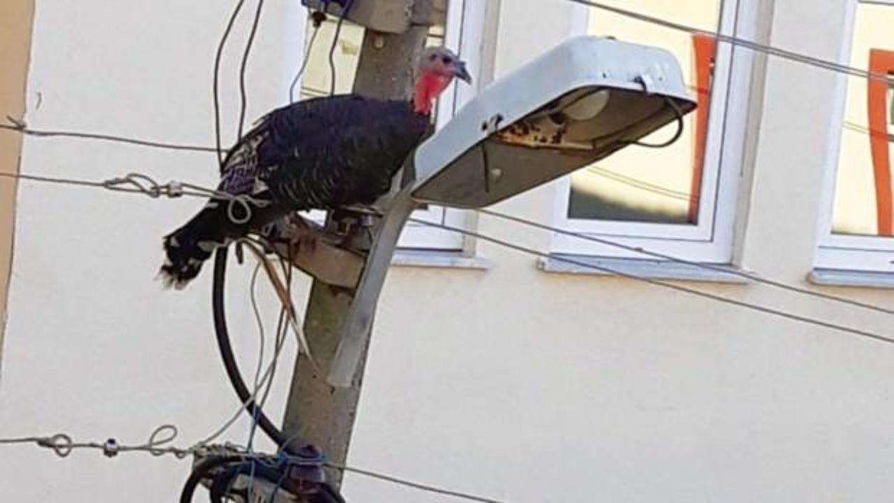 G&ouml;renler şaşkına d&ouml;nd&uuml;! 10 metre y&uuml;kseklikte dakikalarca bekledi