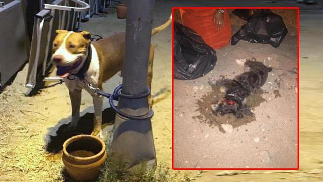 Pitbull, süs köpeğine saldırıp parçaladı! Korkunç görüntüler