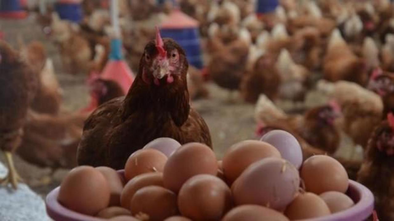 Yumurta üretimi temmuzda arttı