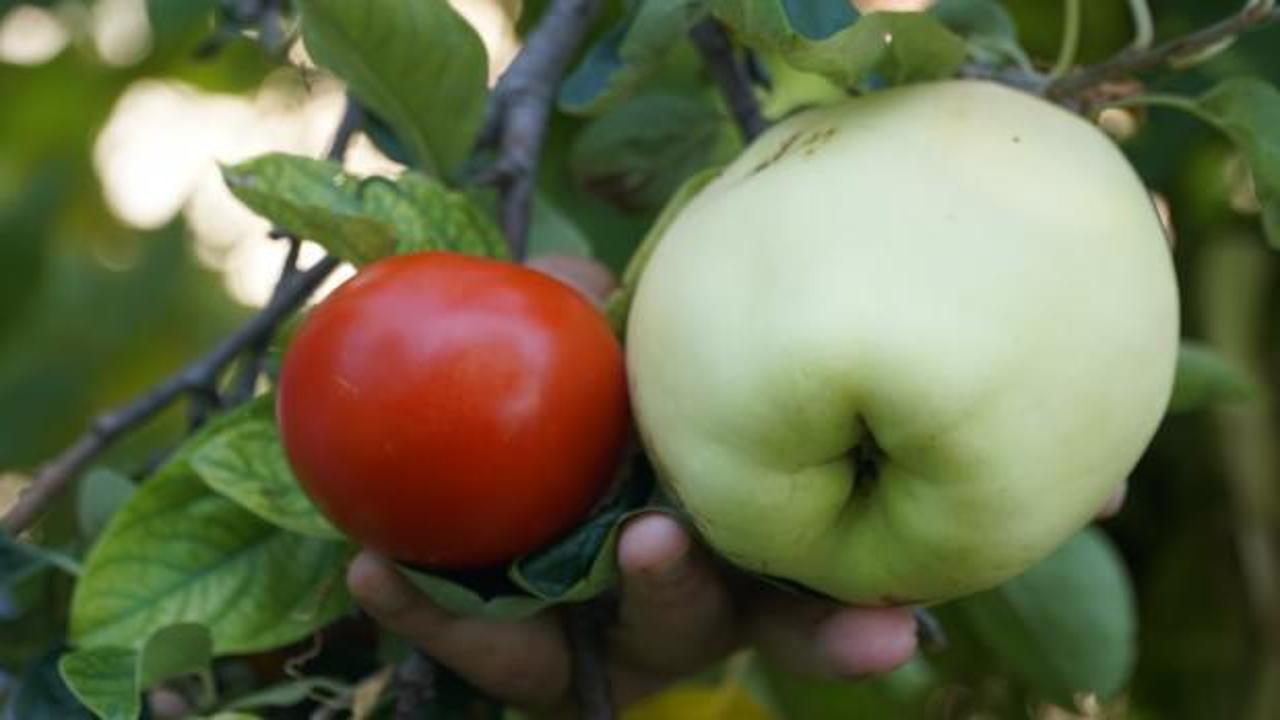 Bu meyvenin adını bilen yok!
