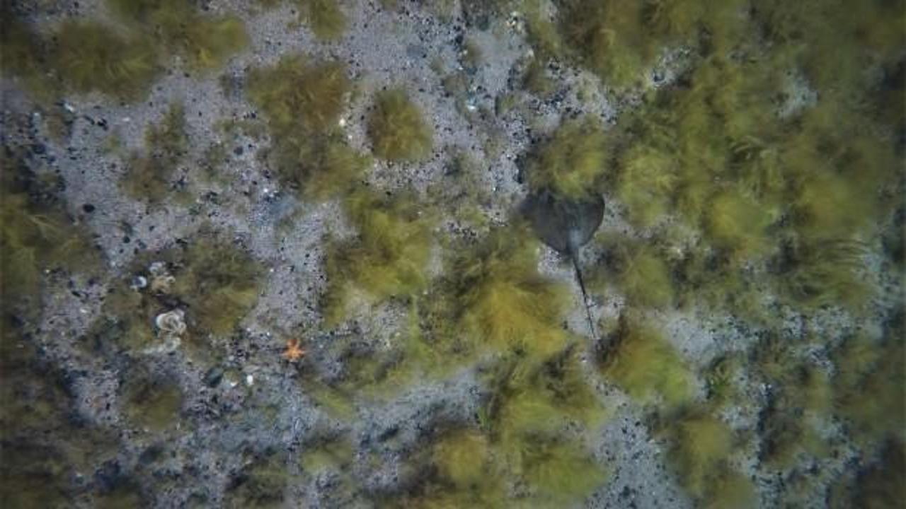 Marmara Denizi&rsquo;nin derinliklerinde şaşırtan g&ouml;r&uuml;nt&uuml;