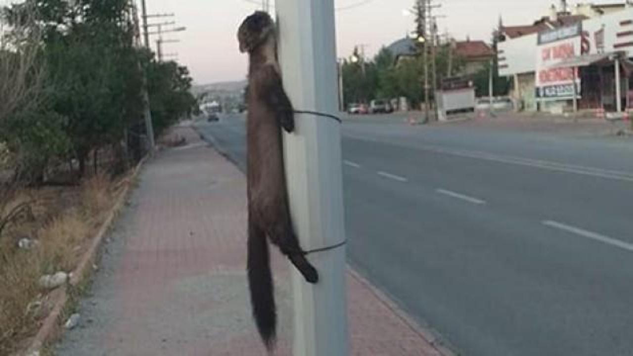 Yok böyle vicdansızlık! Boynundan ve ayaklarından bağlayıp...