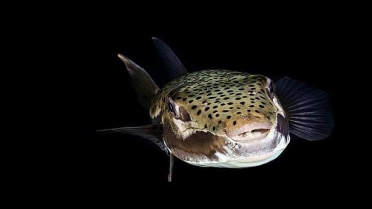  Balon balığı &ccedil;ocuğun parmağını kopardı