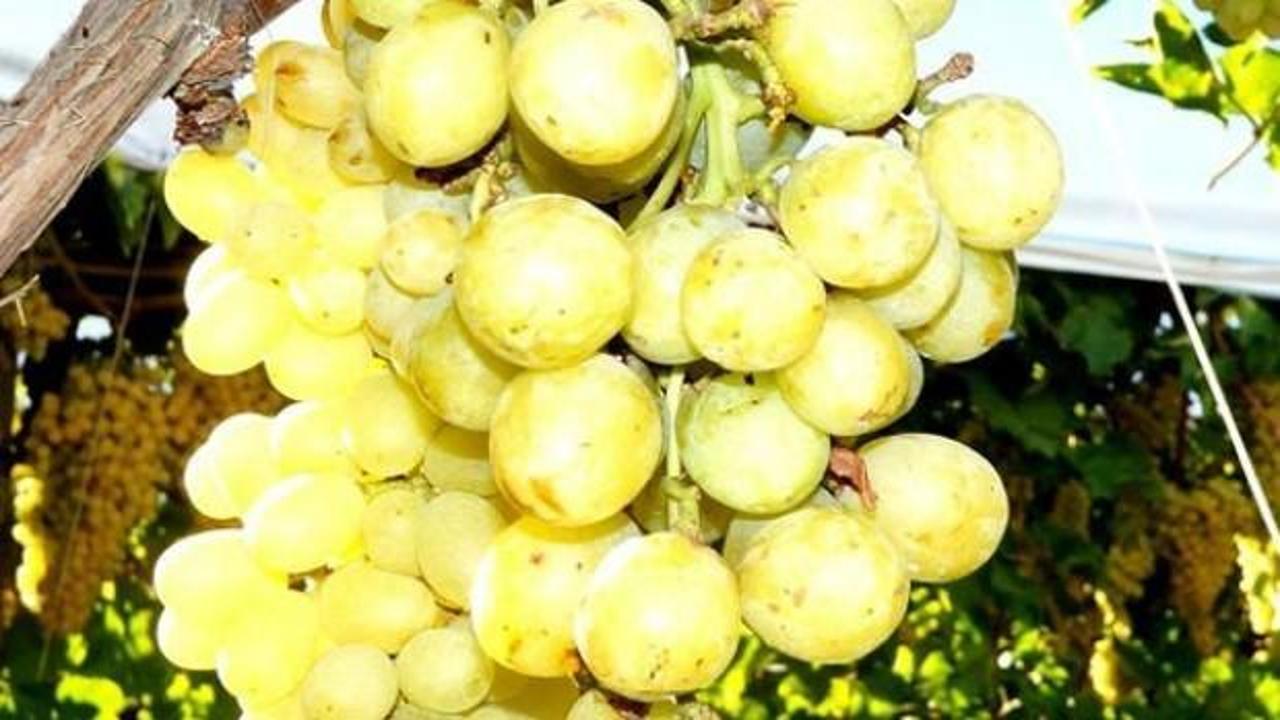 Ceviz b&uuml;y&uuml;kl&uuml;ğ&uuml;ndeki &uuml;z&uuml;m taneleri şaşırttı!