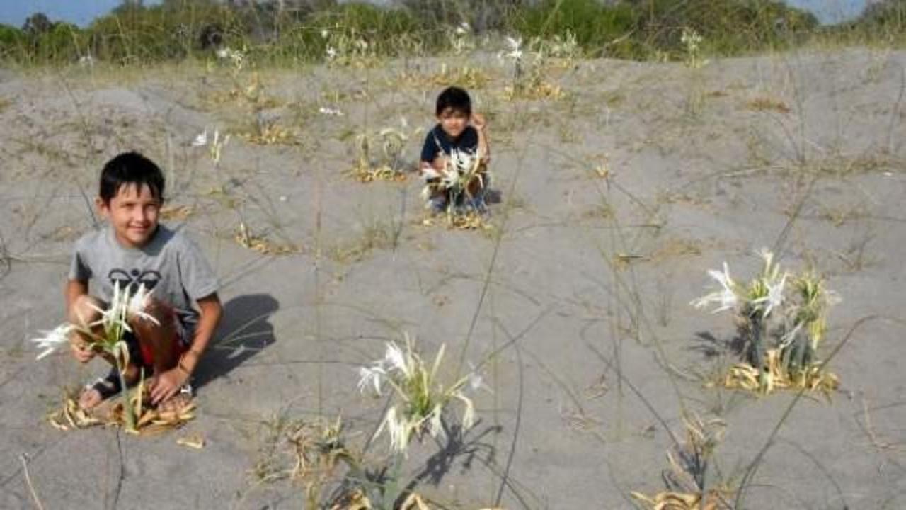 Demre'de kum zambakları &ccedil;i&ccedil;ek a&ccedil;tı