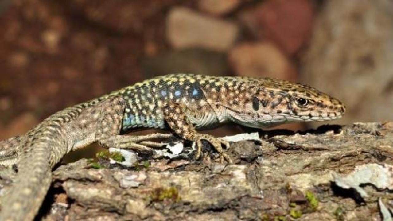 Eski d&uuml;nya kertenkelelerine k&uuml;resel ısınma tehdidi