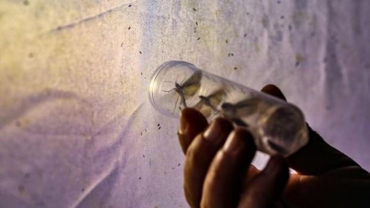 Gece kelebekleri kayıt altına alınıyor. Y&uuml;zlerce t&uuml;r var