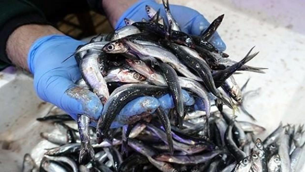 Karadeniz'de hamsi bolluğu balıkçıları sevindirdi