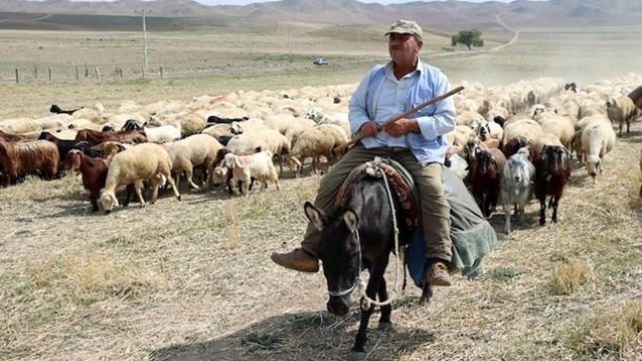 4 bin lira maaşla çalıştıracak çoban bulamıyorlar