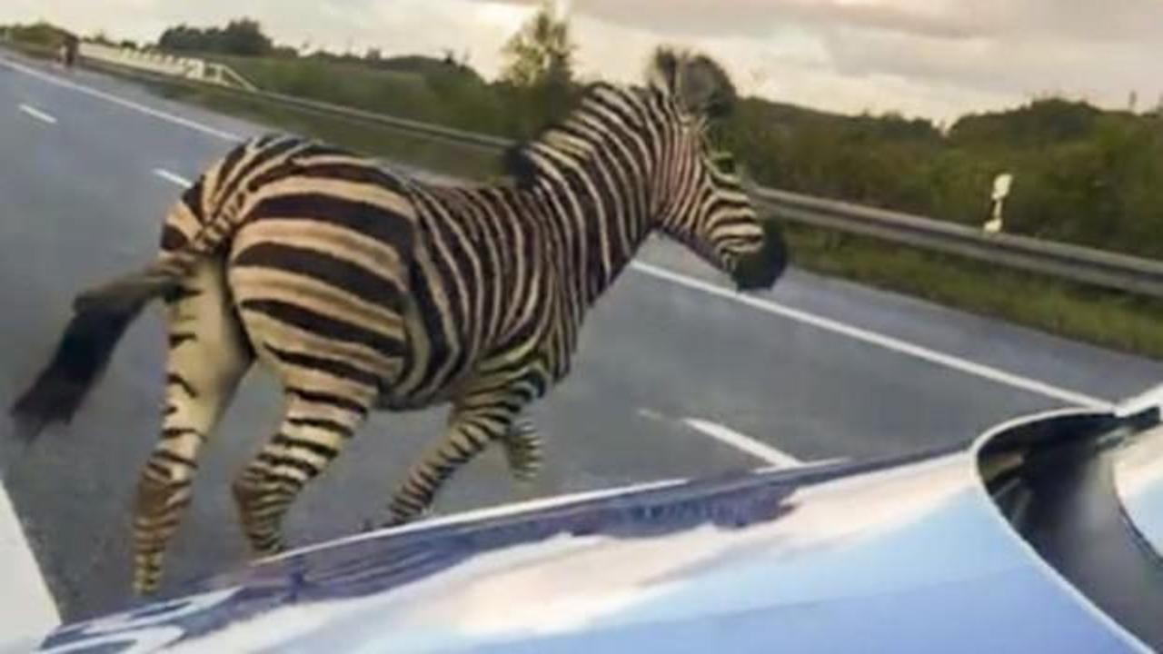 Otobanda kazaya yol açan zebra vurularak öldürüldü