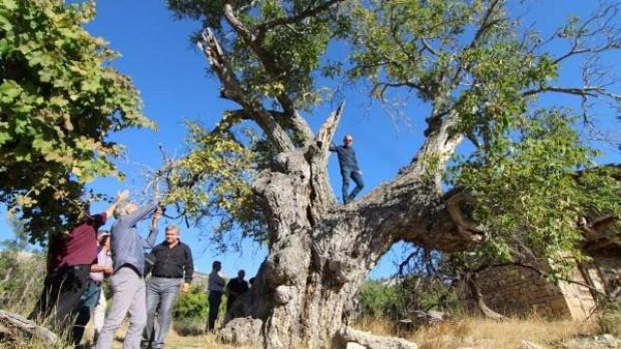 700 yıllık ceviz ağacı koruma altına alınacak 