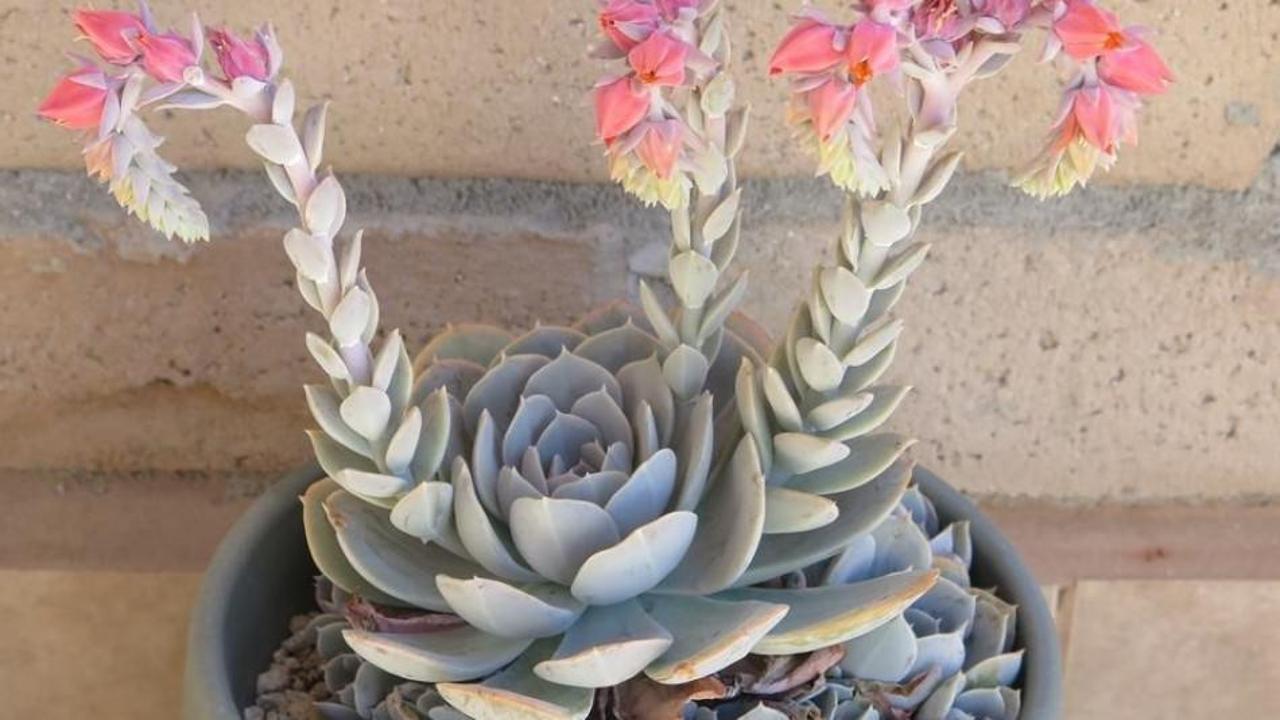 Aşkın g&ouml;zyaşları &ccedil;i&ccedil;eği nasıl bakılır? Nasıl &ccedil;oğaltılır?