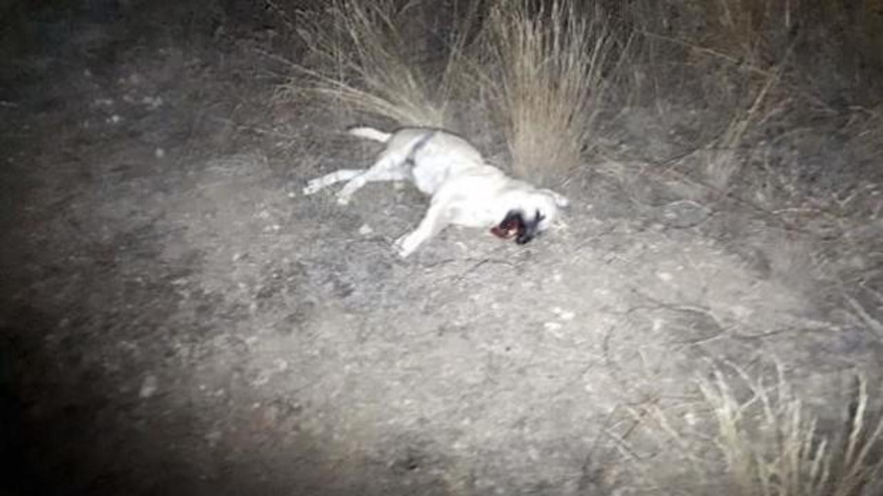 Hayvanseverleri ayağa kaldıran olay!