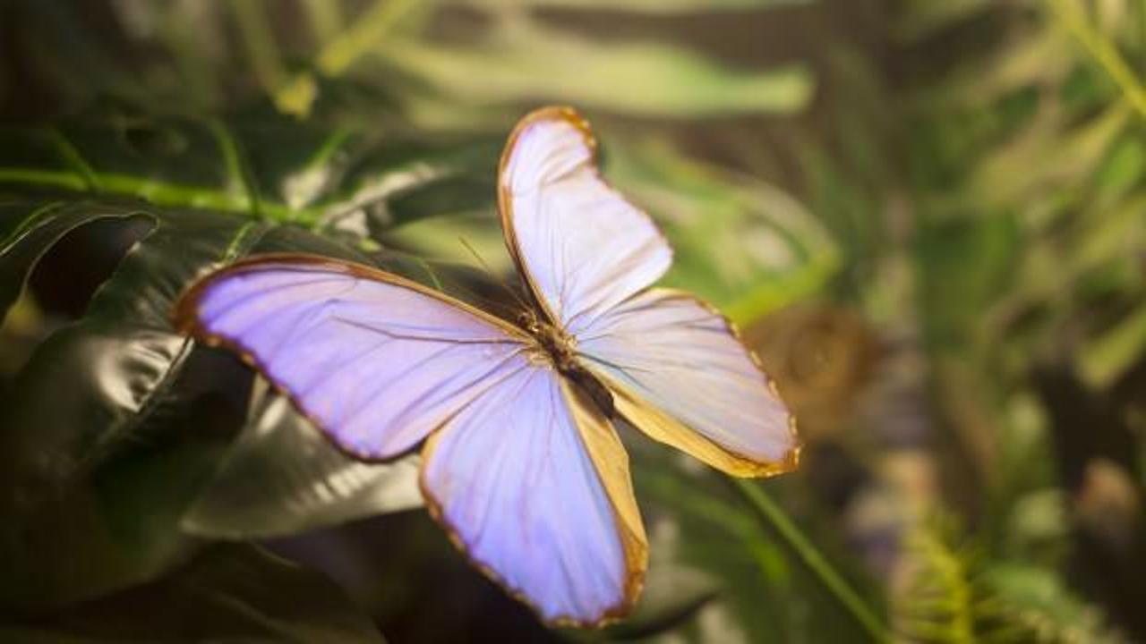 Konya'da fotoğraf stüdyosu gibi tropikal kelebek bahçesi