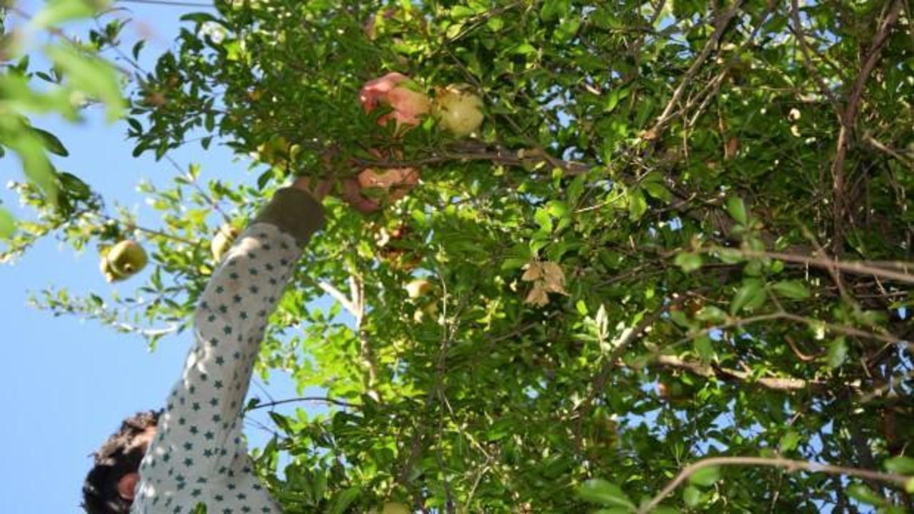 "Deve dişi nar" &uuml;reticisinin y&uuml;z&uuml;n&uuml; g&uuml;ld&uuml;rd&uuml;