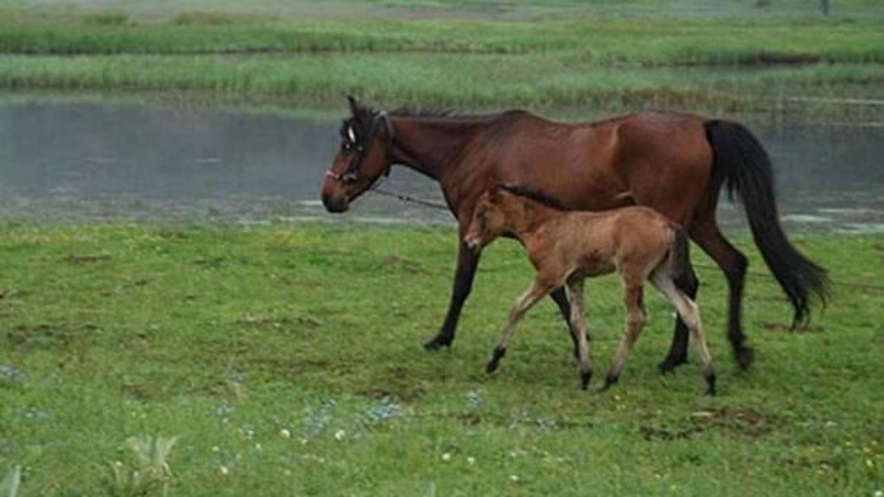 Tay satışlarından 17 milyon gelir elde edildi