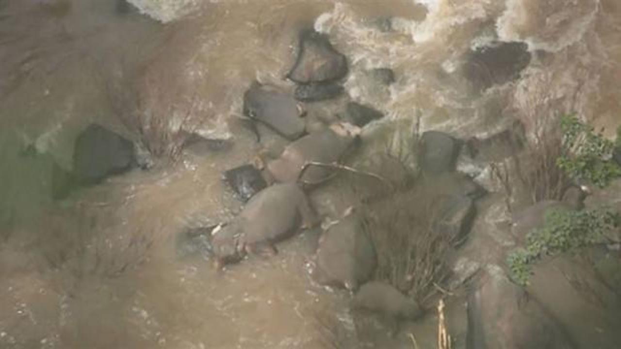Yavru fili kurtarmaya çalışan 11 fil öldü
