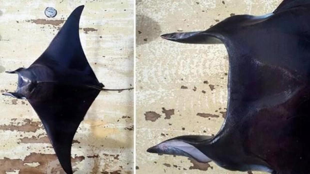 Antalya'da ilk kez g&ouml;r&uuml;ld&uuml;: Tam 19 kilo!