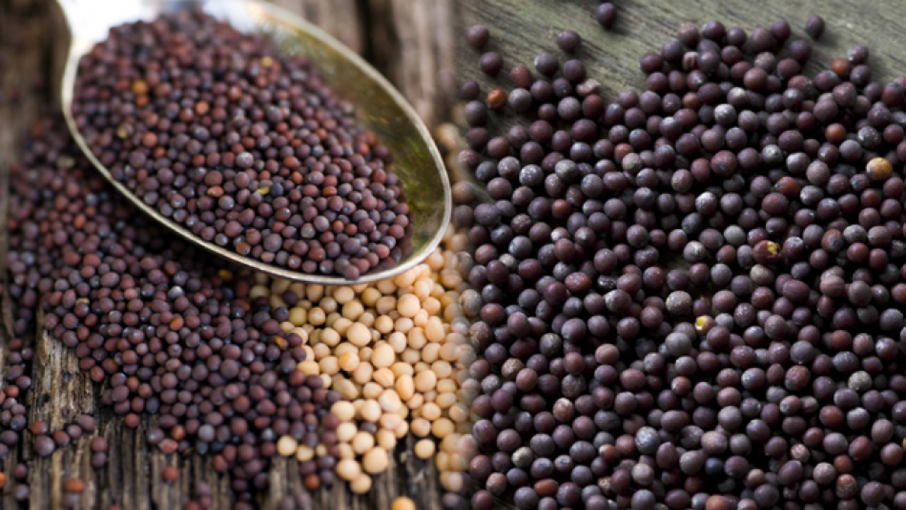 Hardalın faydaları nelerdir ve hastalıklara iyi gelir? Siyah hardal tohumu nasıl kullanılır?