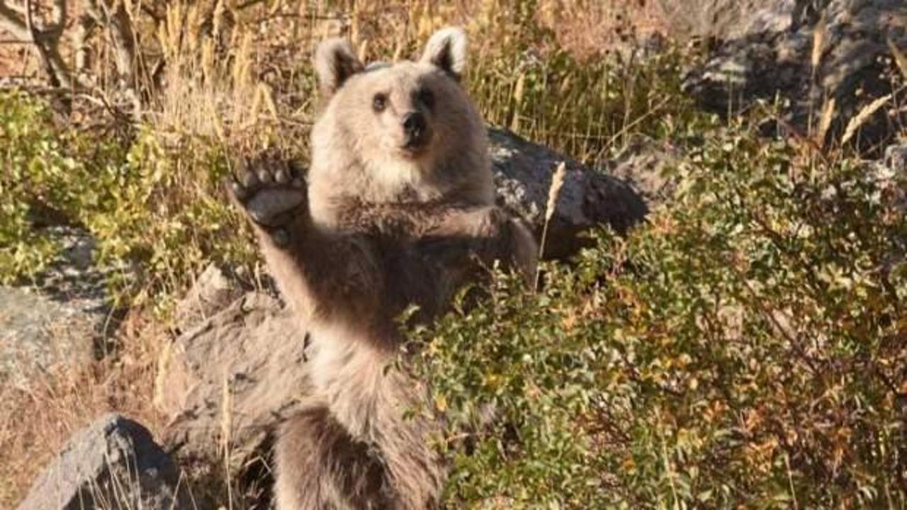 Nemrut'ta ayılar yetkilileri harekete ge&ccedil;irdi!