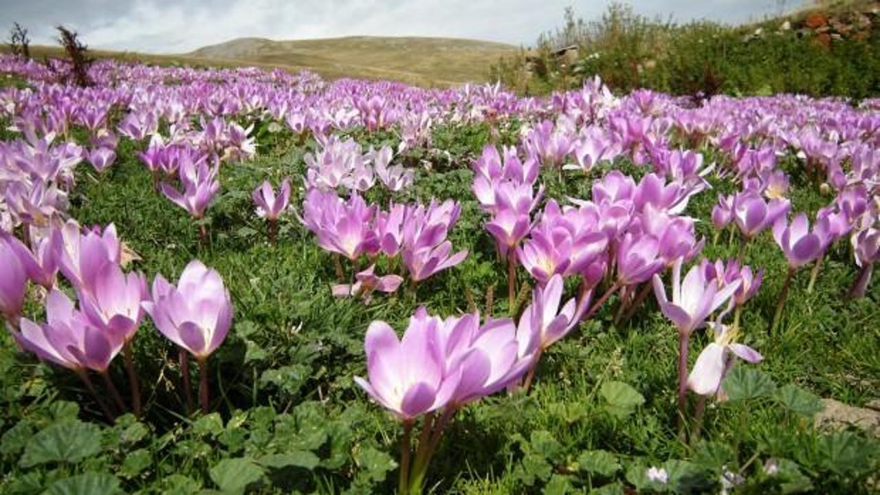 Posof&rsquo;ta sonbahar bir başka g&uuml;zel