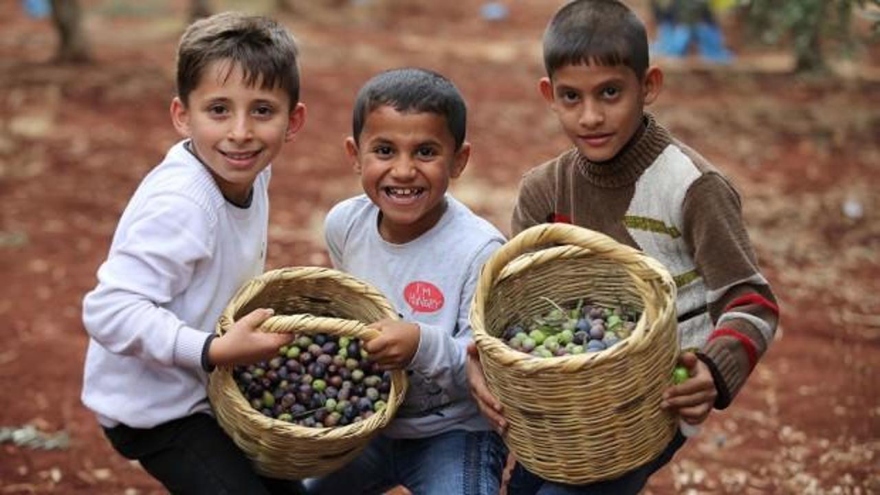 Suriyeli yetimler zeytin topladı