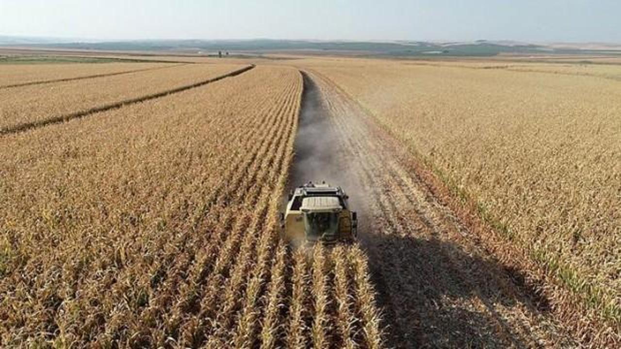 TMO buğday ve arpa satışlarına başlıyor