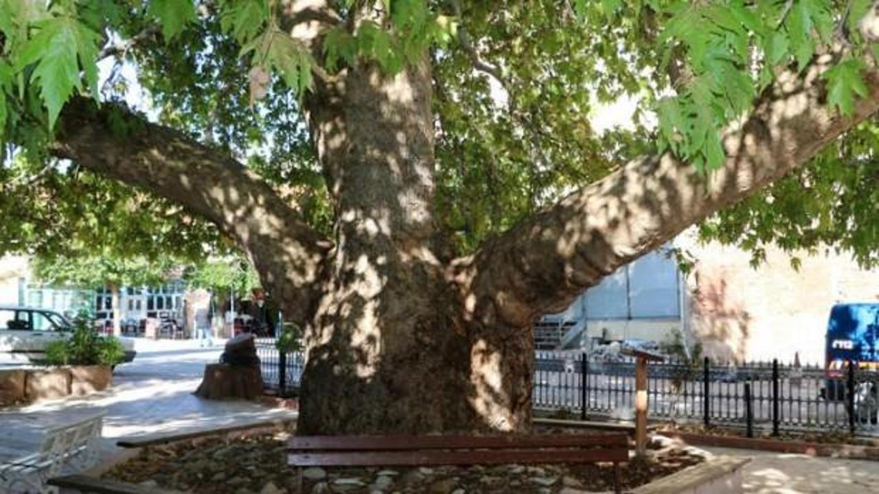 25 metrelik &ccedil;ınar, 549 yaşında