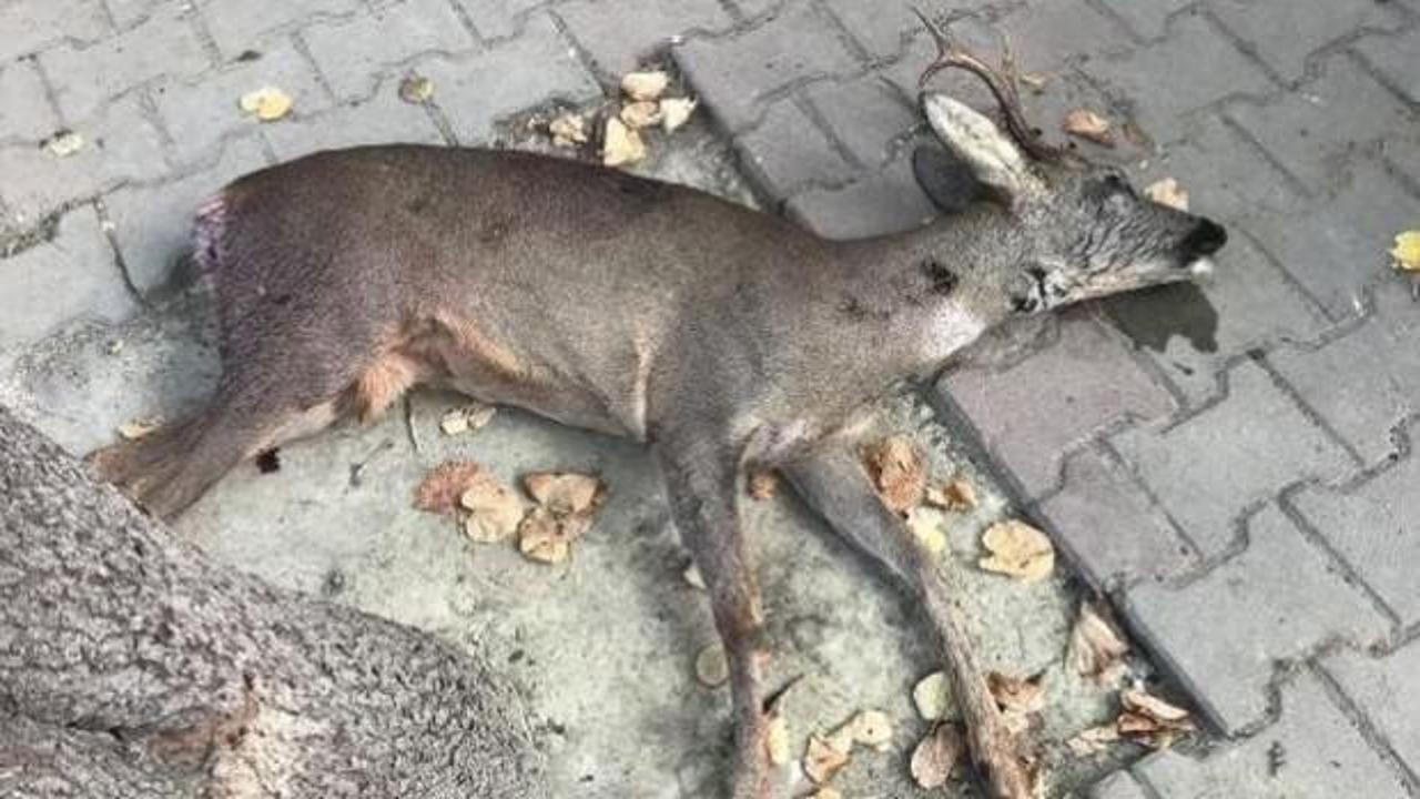 Avlanması yasak olan karacayı &ouml;ld&uuml;rd&uuml;ler