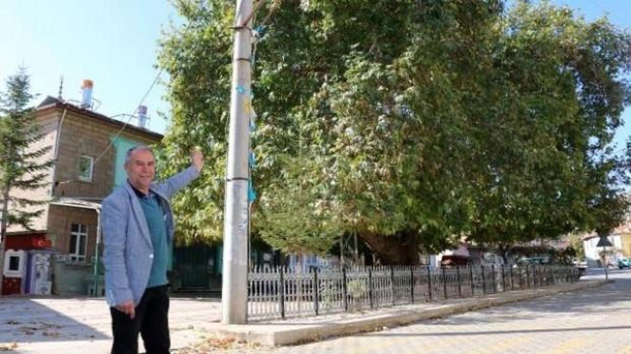 Bu ağacı g&ouml;renler hayran kalıyor