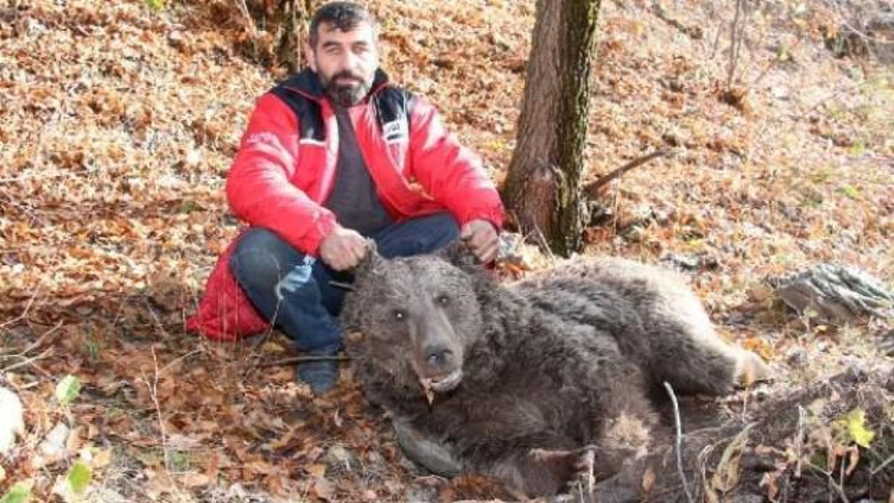 Vurulan boz ayı telef oldu