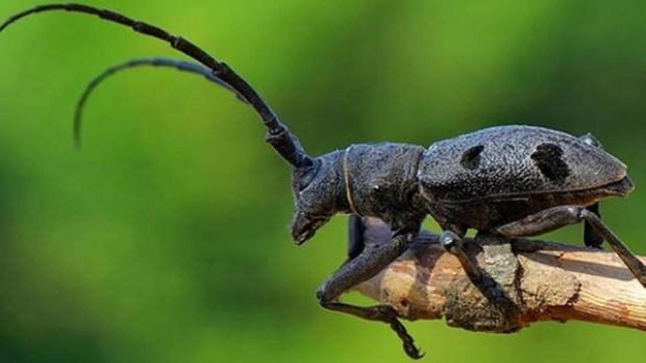 Trabzon'da kırmızı alarm! Devlet el attı...