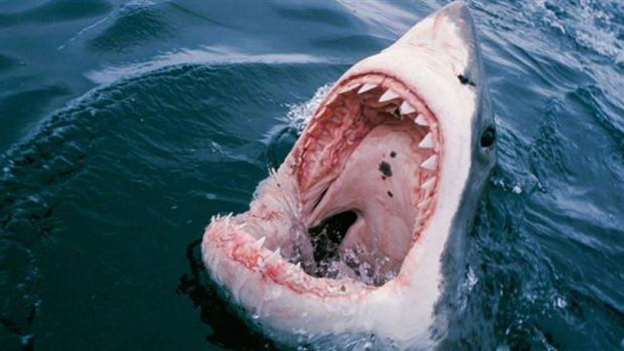 Kayıp turistin alyansı köpekbalığının karnından çıktı