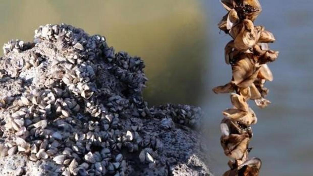 Van Gölü Havzası'nda zebra midye tehlikesi!