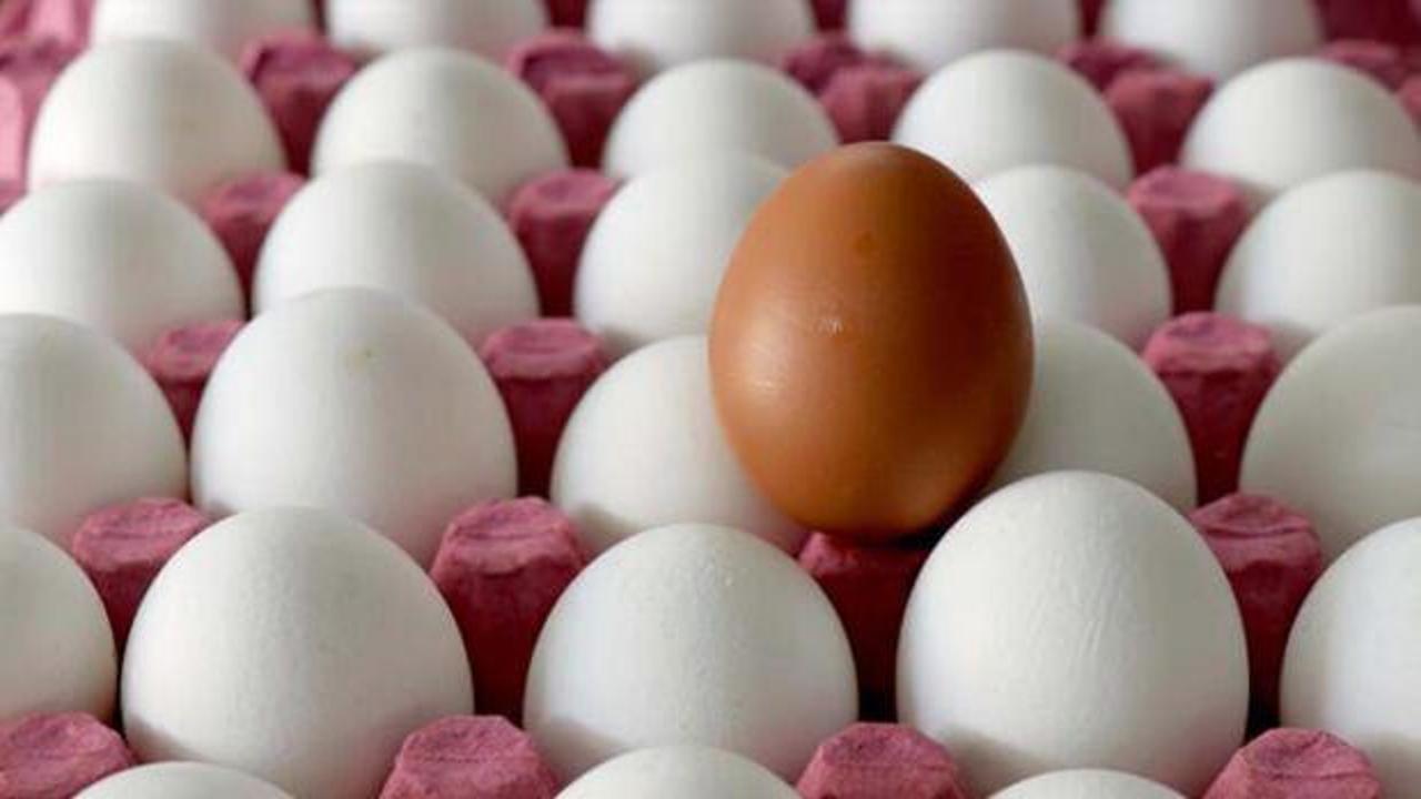 1.7 milyar adet yumurta üretildi