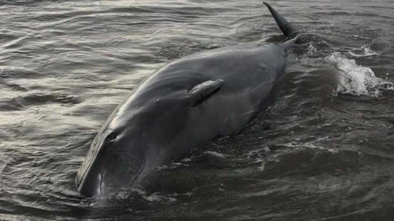 Antalya'da inanılmaz görüntü! Dev balina sahile vurdu
