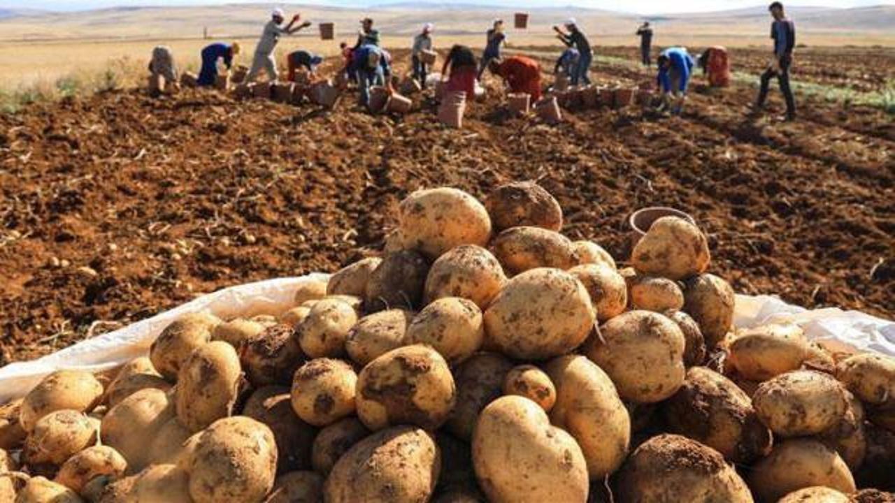 Çiftçilere patates siğiline karşı destek
