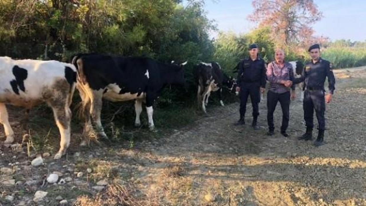 Merada kaybolan inekleri jandarma buldu