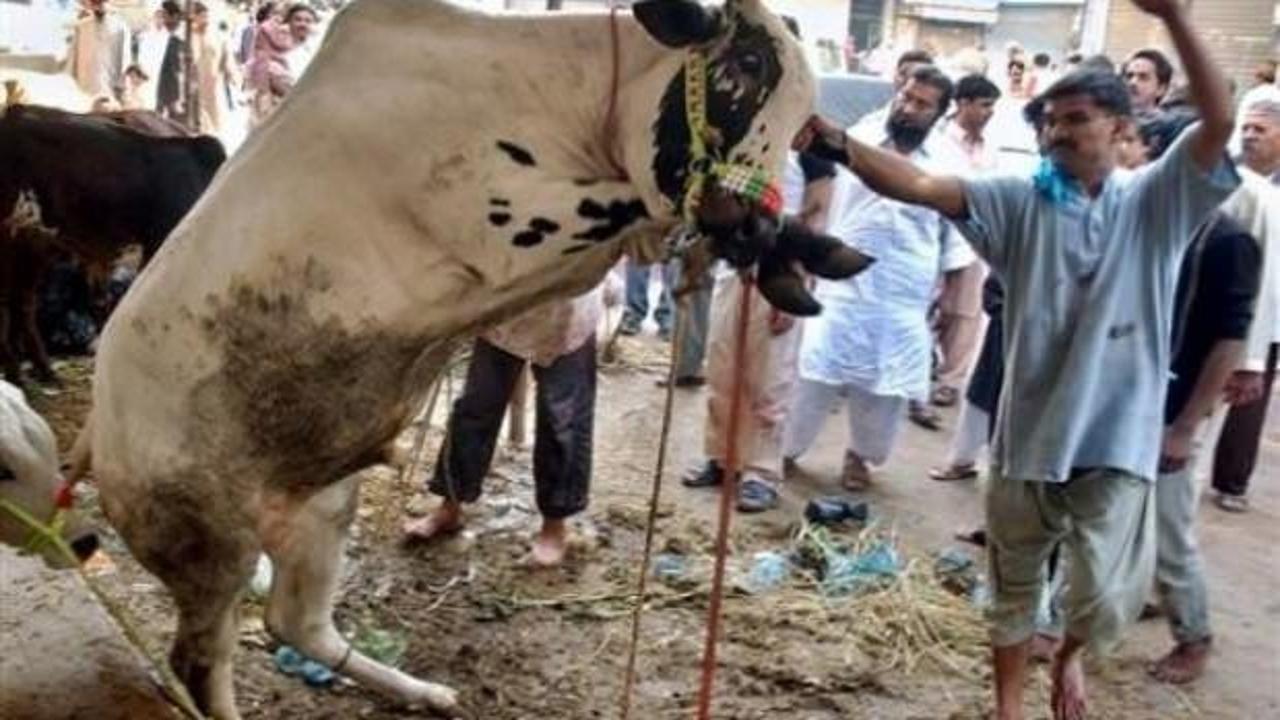 Hindistan'da ineğin dışkısıyla alakalı mide bulandıran karar