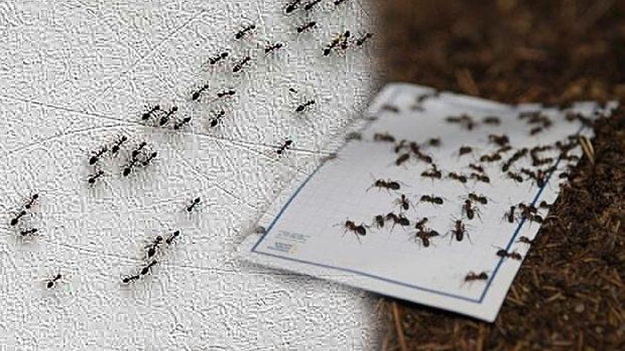 reddetmek Bir yemek pişirmek kararsız  Karınca sürüsünden kurtulmanın yok etmenin yolları: Karıncaya kesin çözüm!  - YAŞAM Haberleri