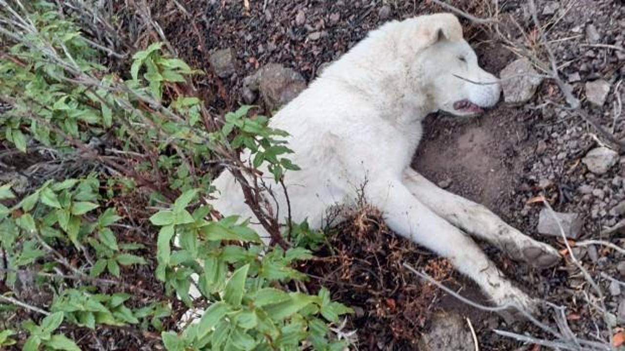 Ankara'da korkunç olay! 9 çoban köpeğini öldürüp...