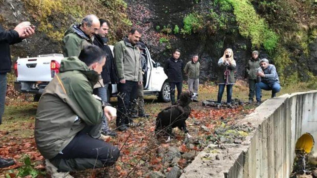 Bakan Pakdemirli, tedavi edilen kara akbabayı doğaya saldı