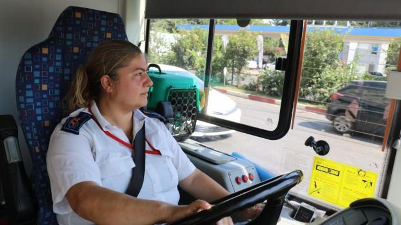 Kadın otobüs şoförü kedileri için görevinden istifa etti