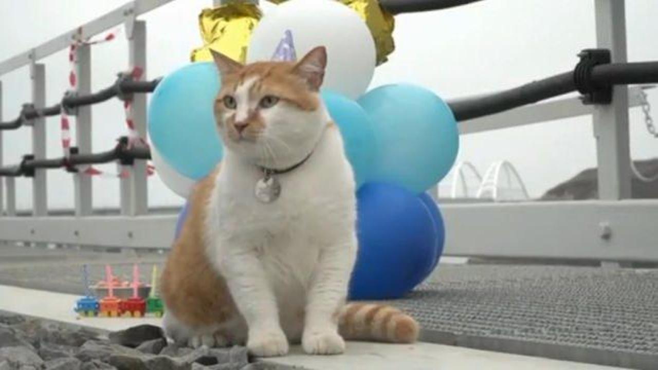 Kerç Boğazı Köprüsü’nün maskotu kediye doğum günü partisi düzenlendi  
