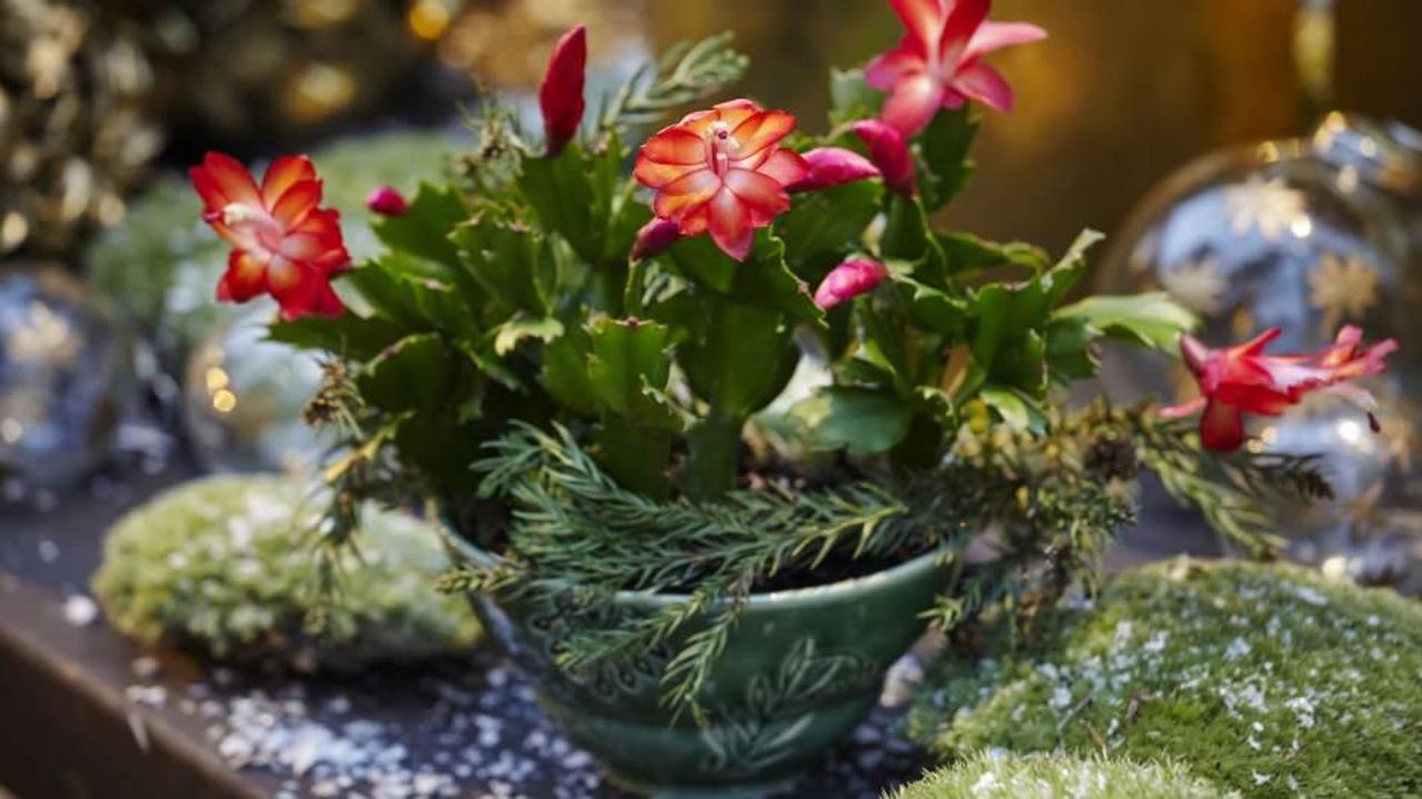 Kışın çiçeklere nasıl bakım yapılmalı? Kış ayı çiçek bakımı