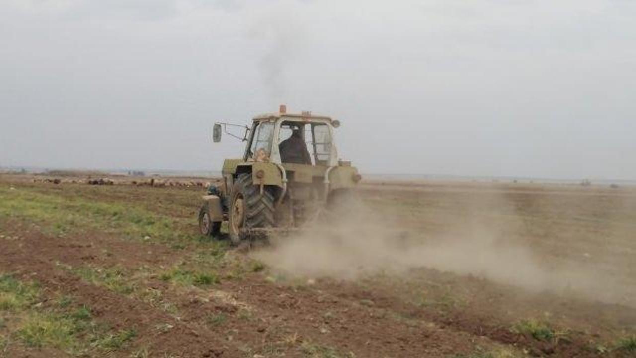 Tel Abyad'da hayat normalleşmeye devam ediyor: Buğday hasadı başladı
