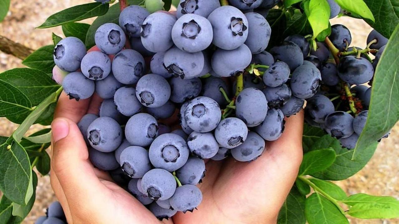 Yaban mersinin faydaları nelerdir? Yaban mersini hangi hastalıklara iyi gelir?