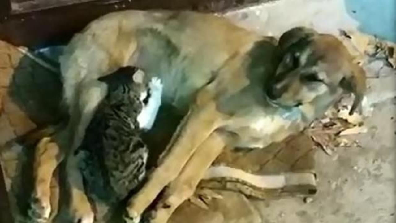 Yavru kedi ile köpeği görenler şaşıp kaldı